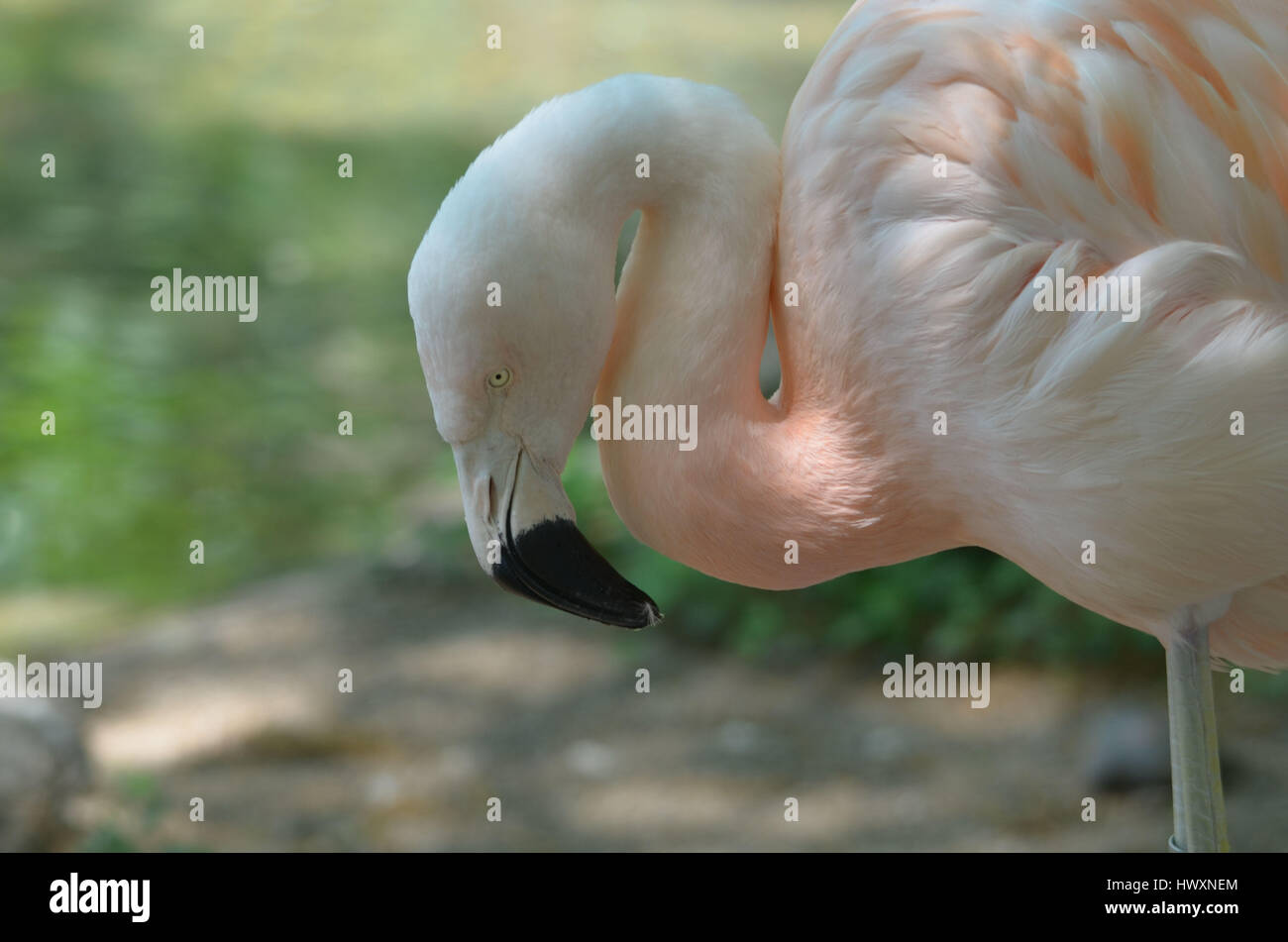 Splendido flamingo cileni bird con il suo collo curvo in la lettera 'S'. Foto Stock