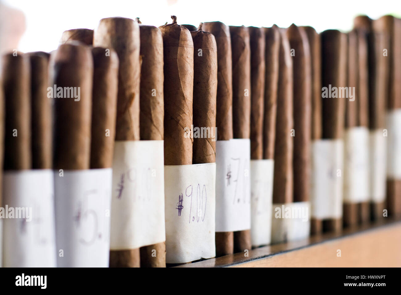 Arrotolate a mano i sigari cubani. Foto Stock
