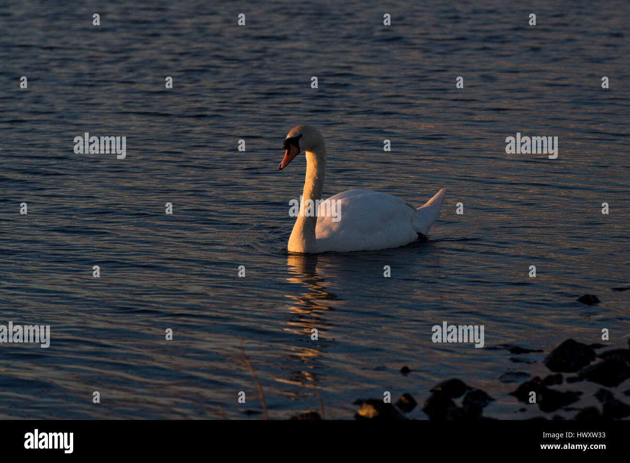 Un cigno nella Baia di Cardiff, Galles, UK, al tramonto Foto Stock