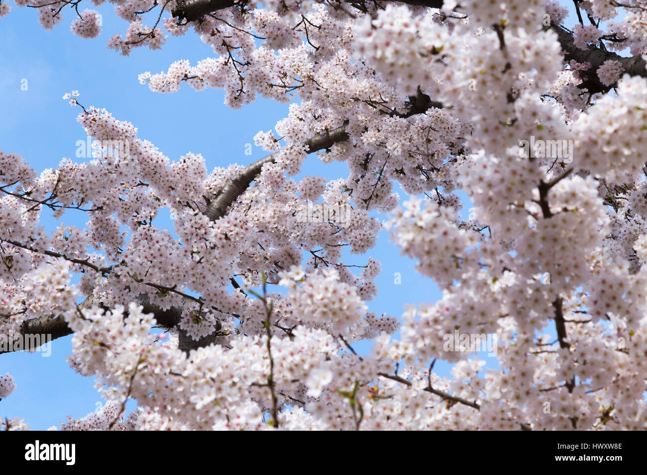 Inizio della primavera la fioritura di fiori di ciliegio Foto Stock