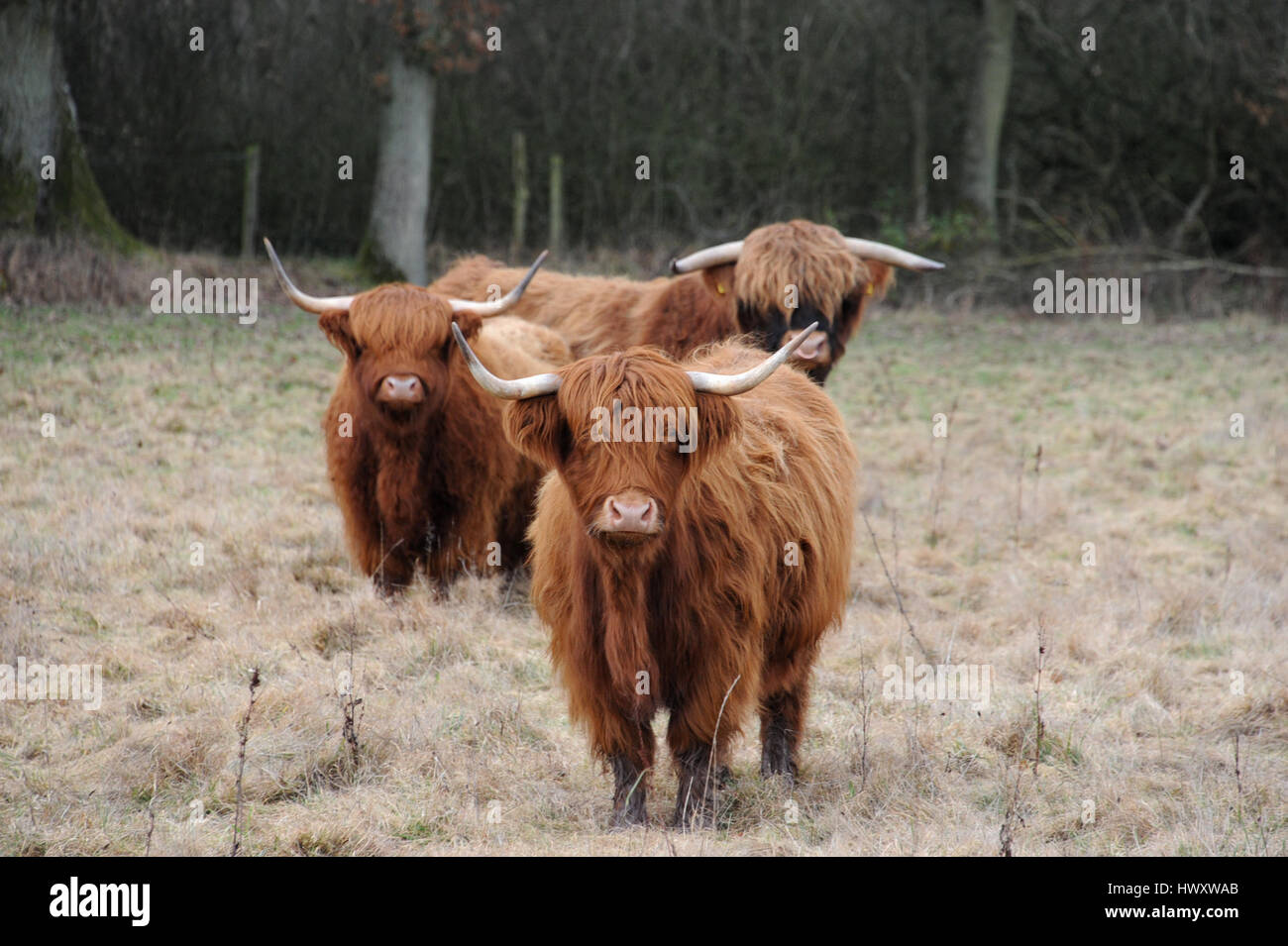 Highland bovini in un campo di Herefordshire a Stockley Hill Farm, vicino Peterchurch. Foto Stock