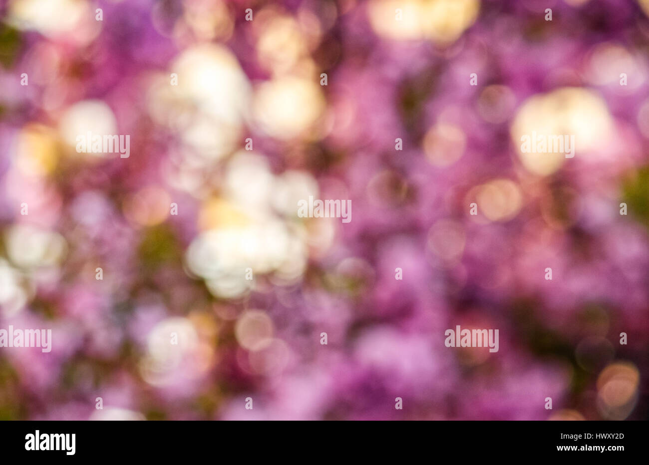 Bella primavera la sfocatura dello sfondo. Abstract sakura fiorisce in giardino Foto Stock