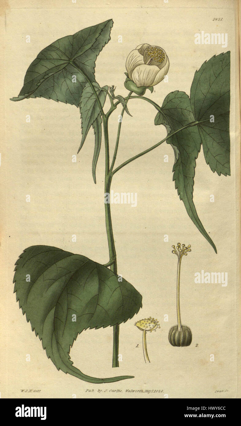 L'Abutilon globiflorum è una specie di pianta in fiore della famiglia delle Malvaceae, nota per i suoi fiori attraenti a forma di globo. Originaria delle regioni tropicali, è spesso coltivata per scopi ornamentali nei giardini e nei paesaggi a causa delle sue vivaci fioriture. Foto Stock
