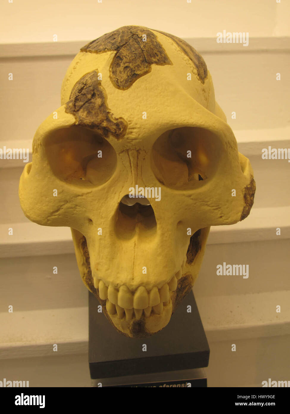 L'Australopithecus afarensis è una specie estinta di ominidi vissuta tra i 3,9 e i 2,9 milioni di anni fa. Conosciuta per il famoso fossile "Lucy", questa specie fornisce importanti informazioni sull'evoluzione umana, offrendo indizi sul bipedalismo e sullo sviluppo umano precoce. Foto Stock