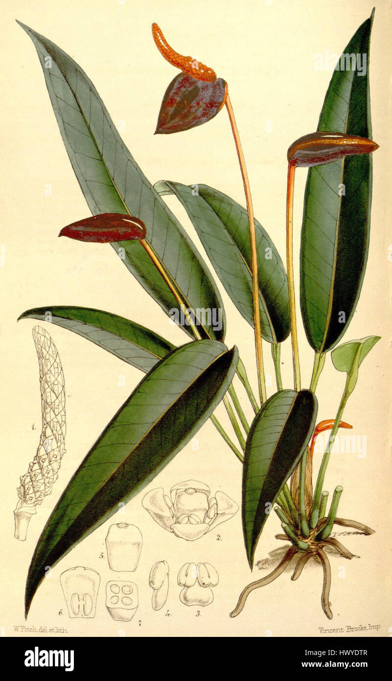 Anthurium scherzerianum, comunemente noto come Anthurium di Scherzer, è una specie di pianta in fiore originaria dell'America centrale e meridionale, riconosciuta per le sue straordinarie spathes rosse e il suo fascino ornamentale unico. Foto Stock