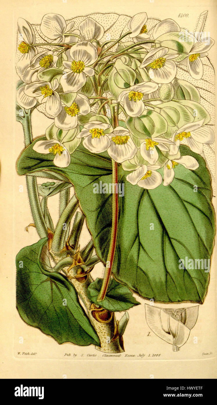 La "Begonia sunorchis" è una specie di pianta in fiore, nota per le sue caratteristiche fioriture. È ammirato per il suo fascino ornamentale, spesso trovato nei giardini e nelle collezioni botaniche, apprezzato per i suoi fiori vivaci e attraenti. Foto Stock