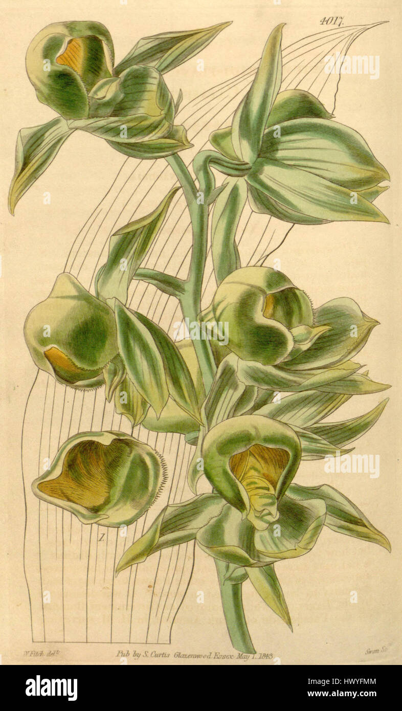 Catasetum viridiflavum è una specie di orchidea nota per i suoi sorprendenti fiori verdi e gialli. Questa orchidea si trova in ambienti tropicali ed è apprezzata dai collezionisti per il suo aspetto unico e la sua colorazione vivace. Foto Stock