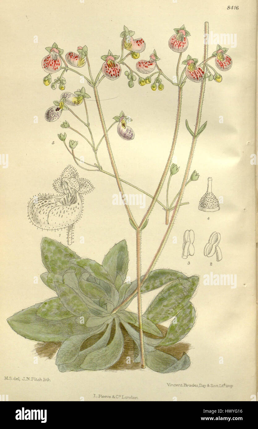 Calceolaria cana è una specie di pianta da fiore originaria del Sud America. È noto per i suoi caratteristici fiori a forma di astuccio che assomigliano alle pantofole, che lo rendono una scelta popolare nel giardinaggio ornamentale e nell'orticoltura. Foto Stock