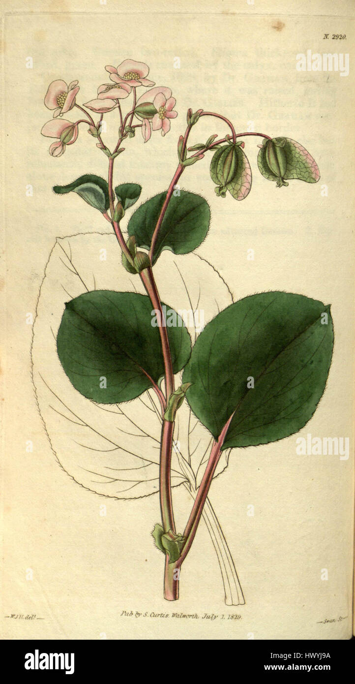 Begonia cucullata var. hookeri Foto Stock