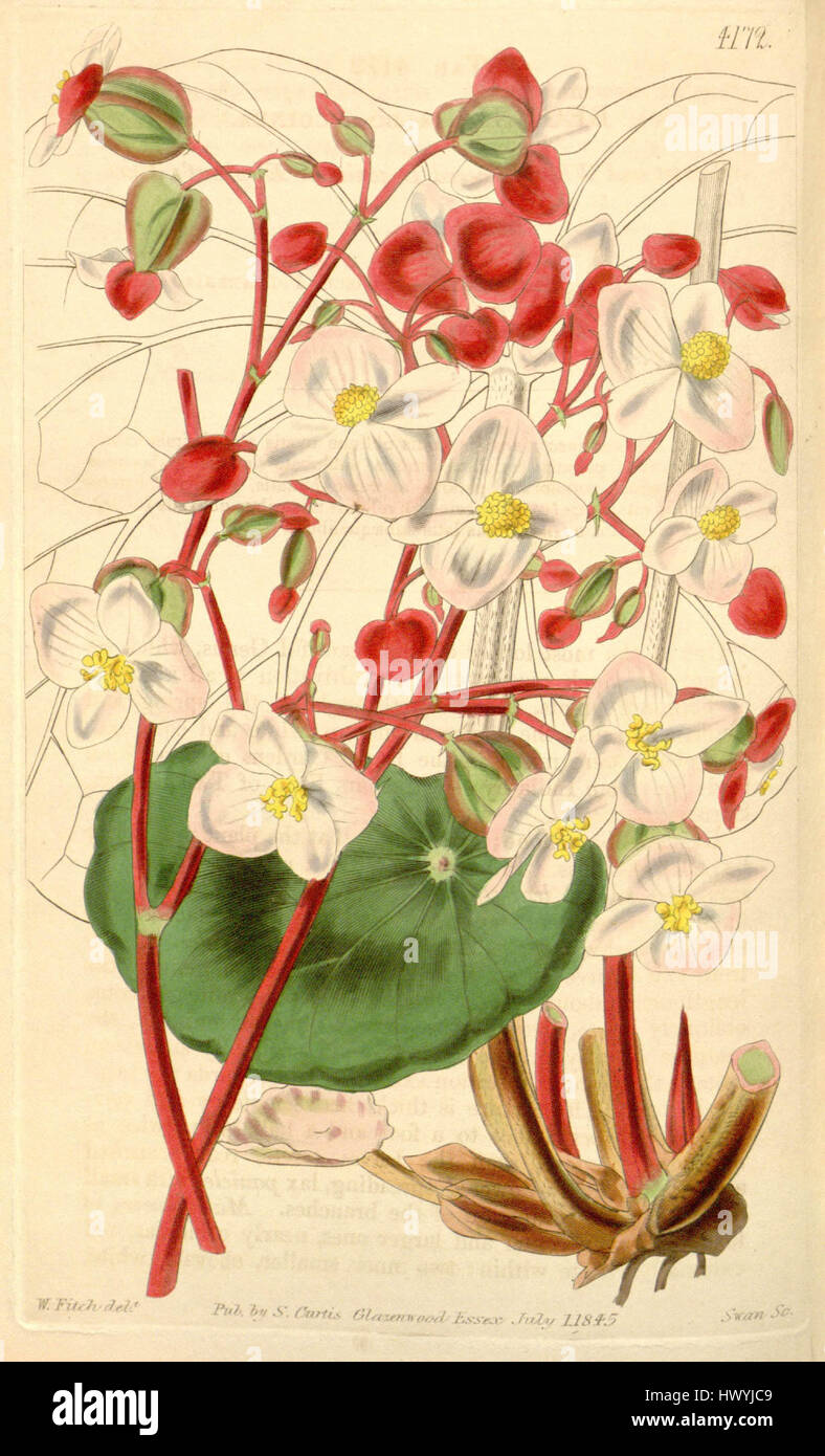 La Begonia albococcinea è una specie di pianta in fiore originaria del Sud America. Conosciuta per i suoi fiori ornamentali rosa-rossastro, è spesso coltivata come pianta da interno grazie alle sue attraenti fioriture e alla sua abitudini di crescita compatta. Foto Stock