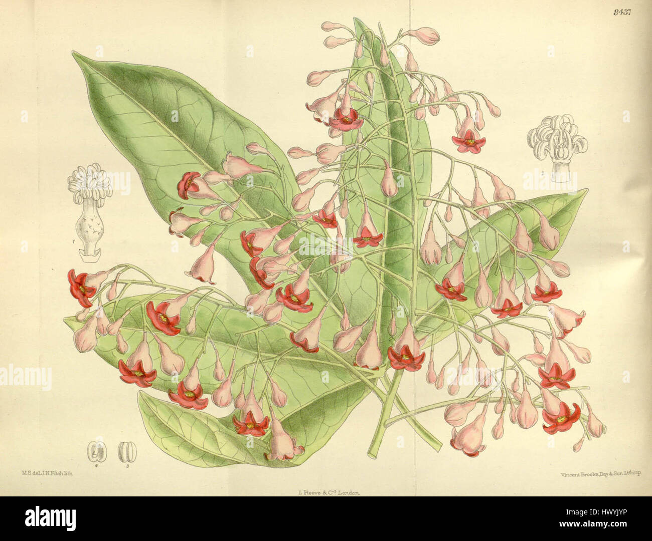 Brachychiton acerifolius, comunemente noto come l'albero di fiamma Illawarra, è noto per i suoi vibranti fiori rossi. Questa specie è originaria dell'Australia orientale ed è spesso coltivata per scopi ornamentali. Foto Stock