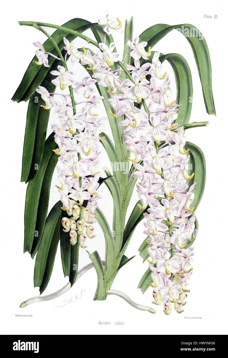 *Aerides Nobile* è una varietà di orchidee note per il suo aspetto sorprendente. Comunemente presente nel sud-est asiatico, è ammirata per i suoi eleganti fiori e le sue fragranze aromatiche, che la rendono una specie pregiata in orticoltura e mostre floreali. Foto Stock