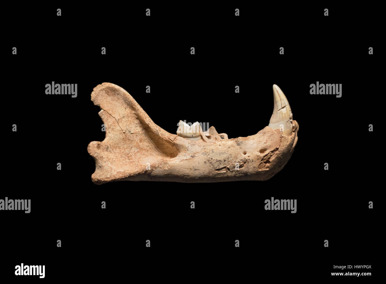 Fossili preistorici, lion mandibola su nero sfondo isolato, 500.000 anni combustibili. Foto Stock