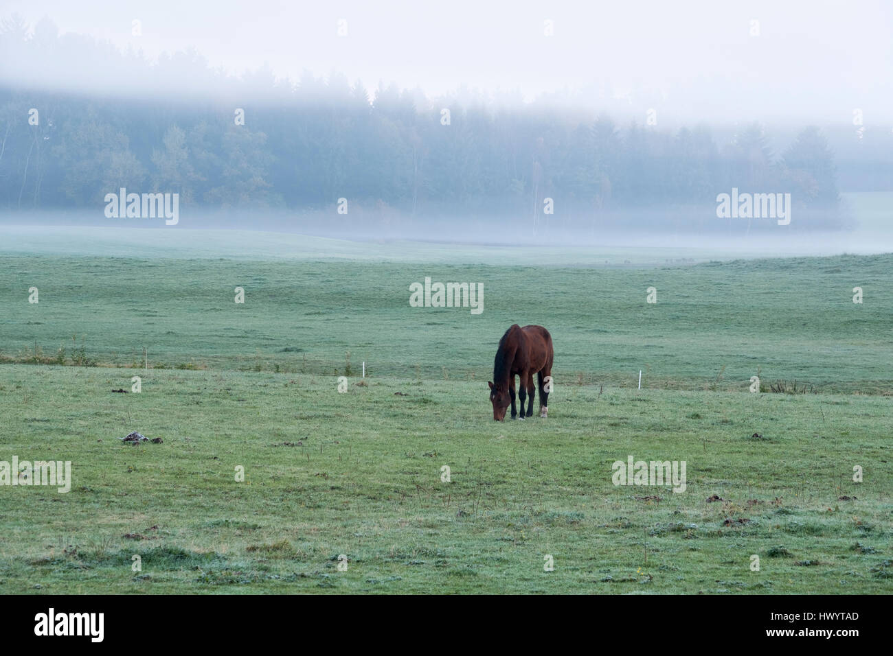 In Germania, in Baviera, Jenhausen vicino a Seeshaupt, nebbia mattutina, cavallo il paddock Foto Stock