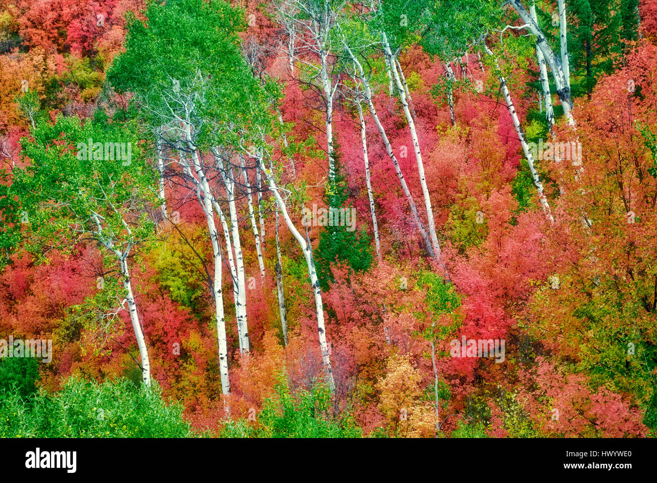 Con varietà miste di alberi di acero con aspens in autunno a colori. Targhee National Forest, Idaho Foto Stock