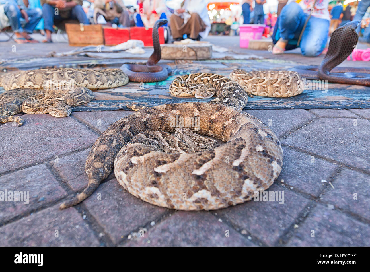 Il Marocco, Marrakech, serpenti sulla piazza Djemma al Fna Foto Stock