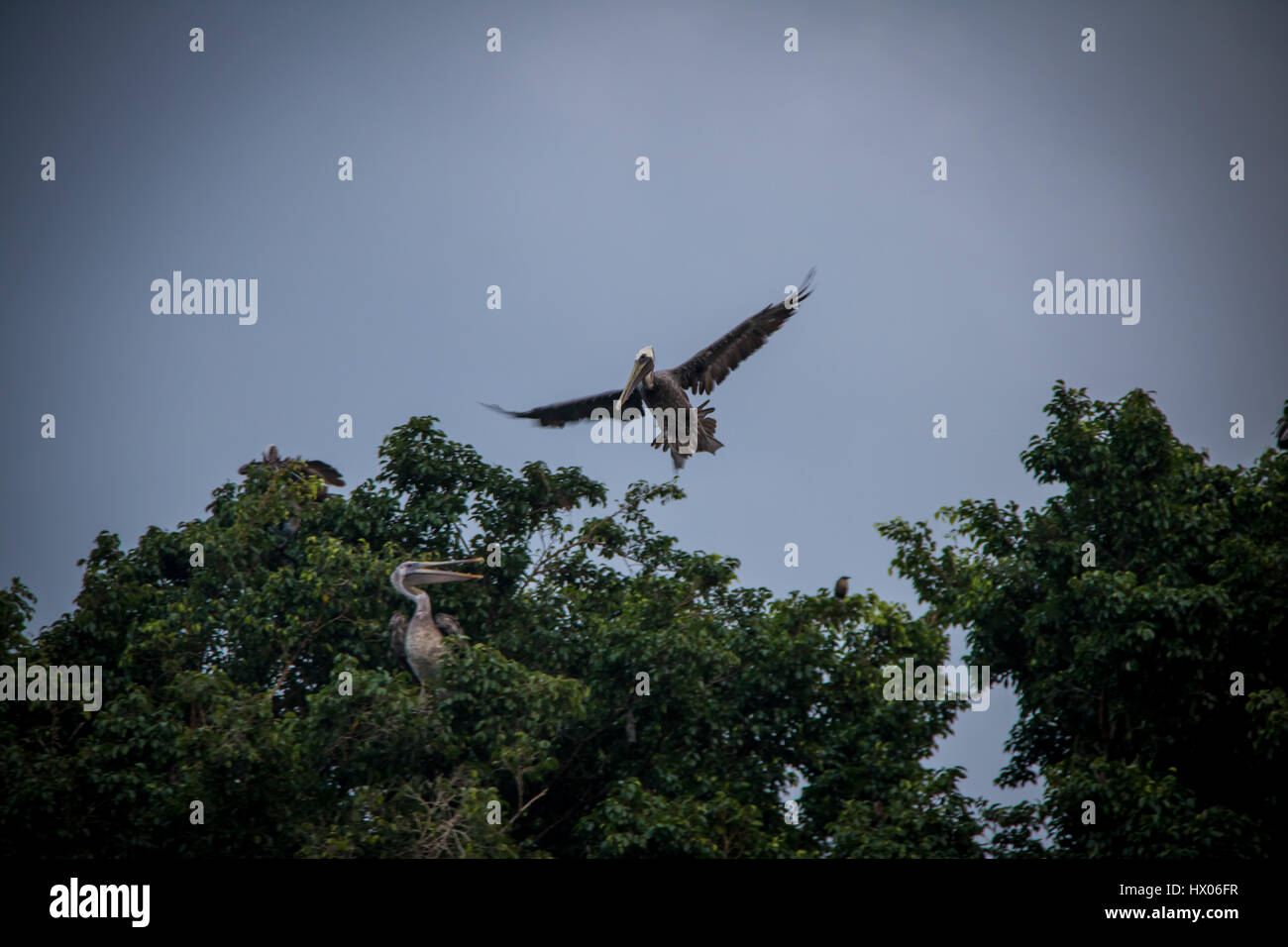 Brown pelican volando sopra un albero - Panama City, Panama Foto Stock
