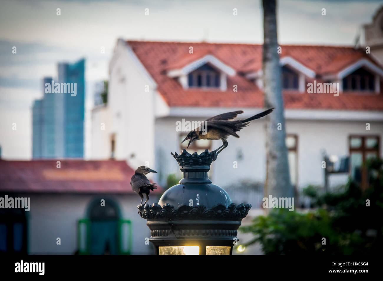 Gli uccelli che interagiscono in piedi in una lampada elettrica - Panama City, Panama Foto Stock