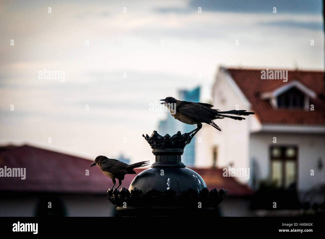 Gli uccelli che interagiscono in piedi in una lampada elettrica - Panama City, Panama Foto Stock