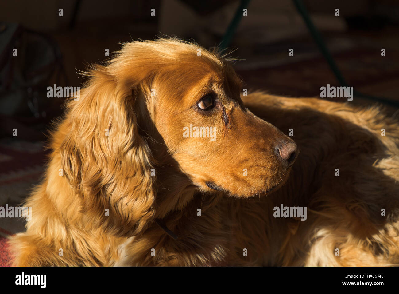 Ritratto di un cocker spaniel. Foto Stock