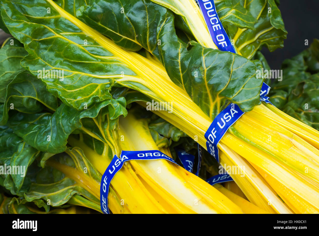 Chard giallo Foto Stock