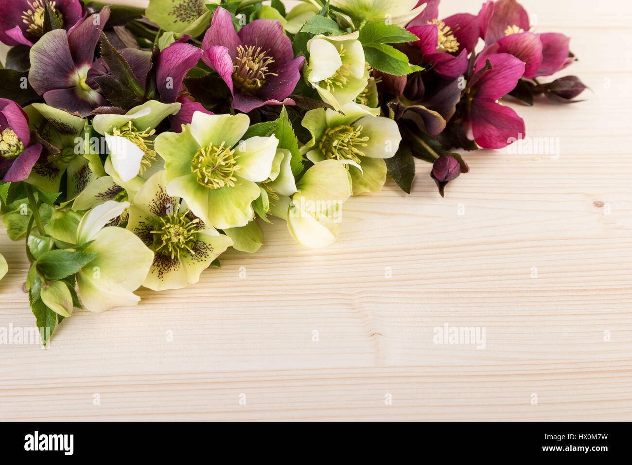 Fiori di Primavera color pastello sullo sfondo. Rose quaresimale sul legno chiaro Foto Stock