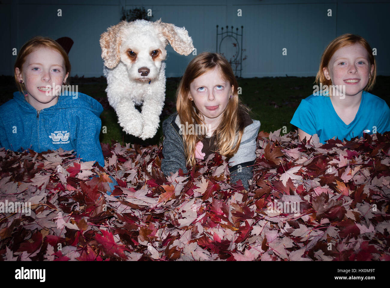Cane bianco saltando su mucchio di foglie di autunno tra tre ragazze stupide. Foto Stock