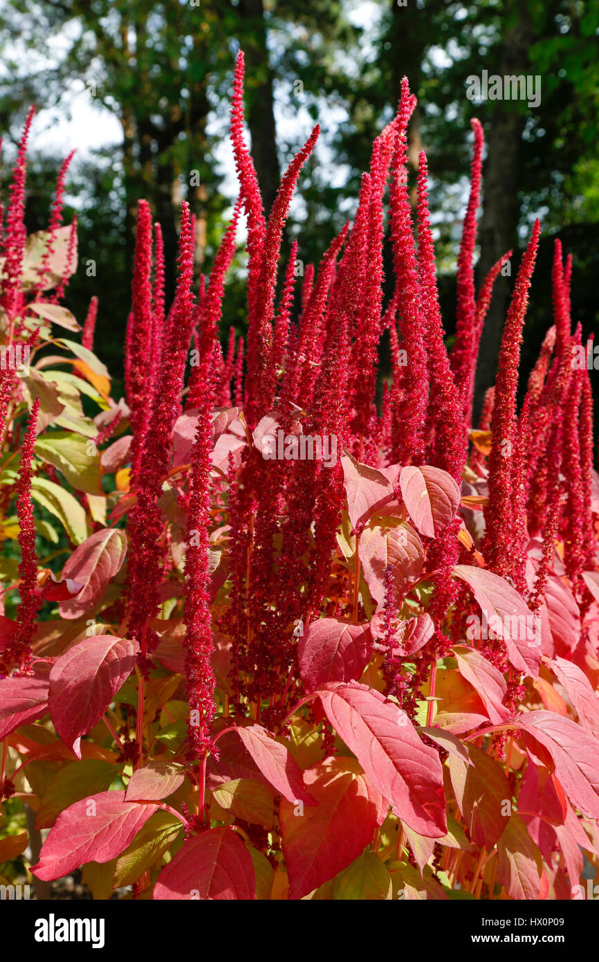 Fiori rossi e foglie rosse, amaranto (Amaranthus), Giardino Botanico, Tübingen, Baden-Württemberg, Germania Foto Stock