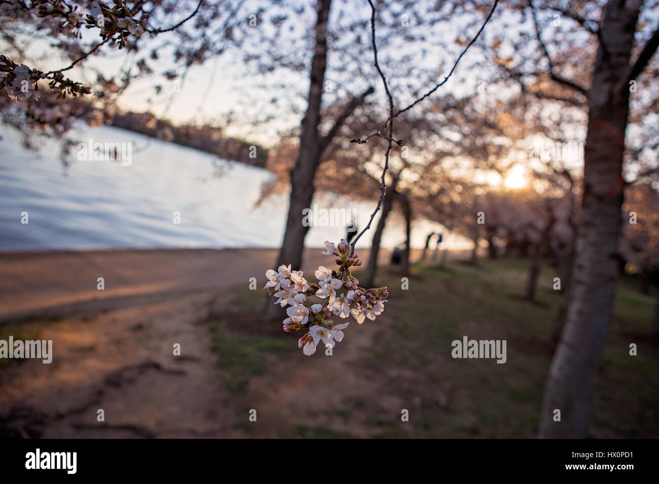 Ciliegia giapponese alberi in fiore linea il bacino di marea al tramonto sul National Mall di Washington, D.C. Marzo 22, 2017. Foto Stock