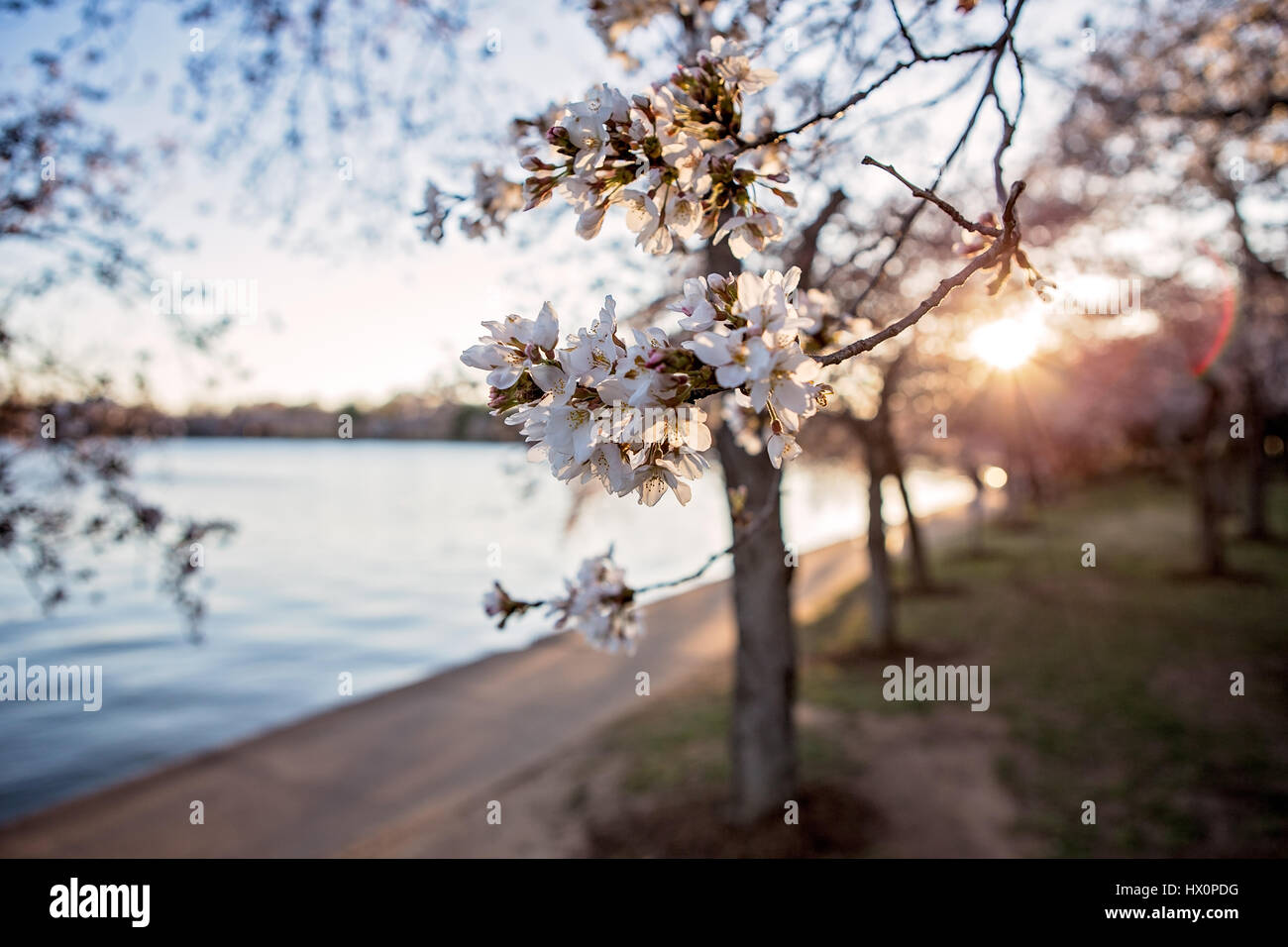 Ciliegia giapponese alberi in fiore linea il bacino di marea al tramonto sul National Mall di Washington, D.C. Marzo 22, 2017. Foto Stock