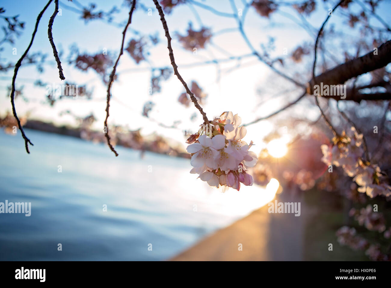 Un giapponese di fiori di ciliegio albero lungo il bacino di marea con il Jefferson Memorial in background sul National Mall di Washington, D.C. Marzo 22, Foto Stock