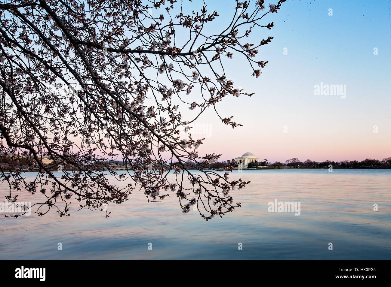 Un giapponese di fiori di ciliegio albero lungo il bacino di marea con il Jefferson Memorial in background sul National Mall di Washington, D.C. Marzo 22, Foto Stock