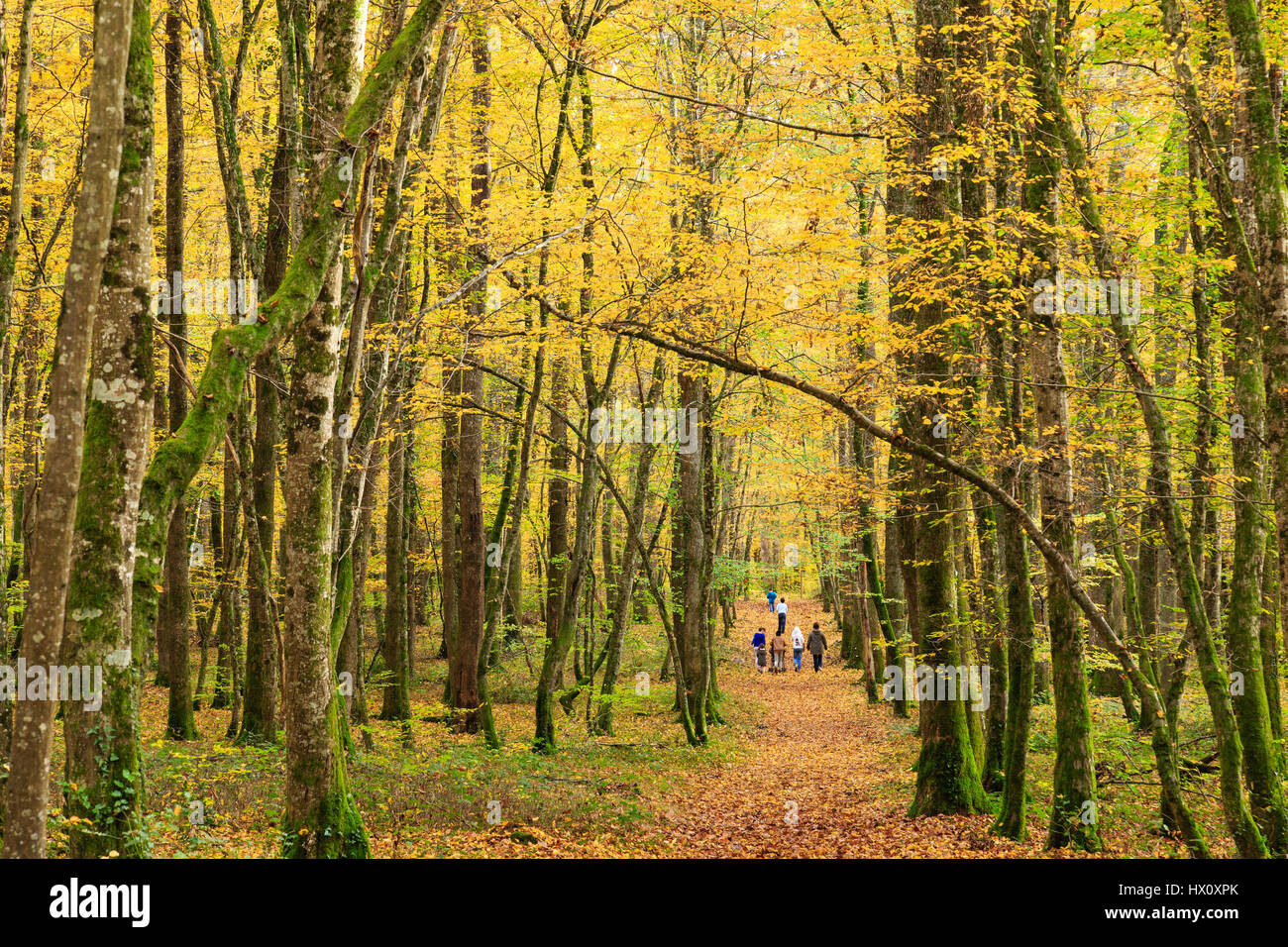 In Francia, in barrique di rovere di Allier, Tronçais foresta, Saint Bonnet Troncais, famiglia cammina caduta Foto Stock