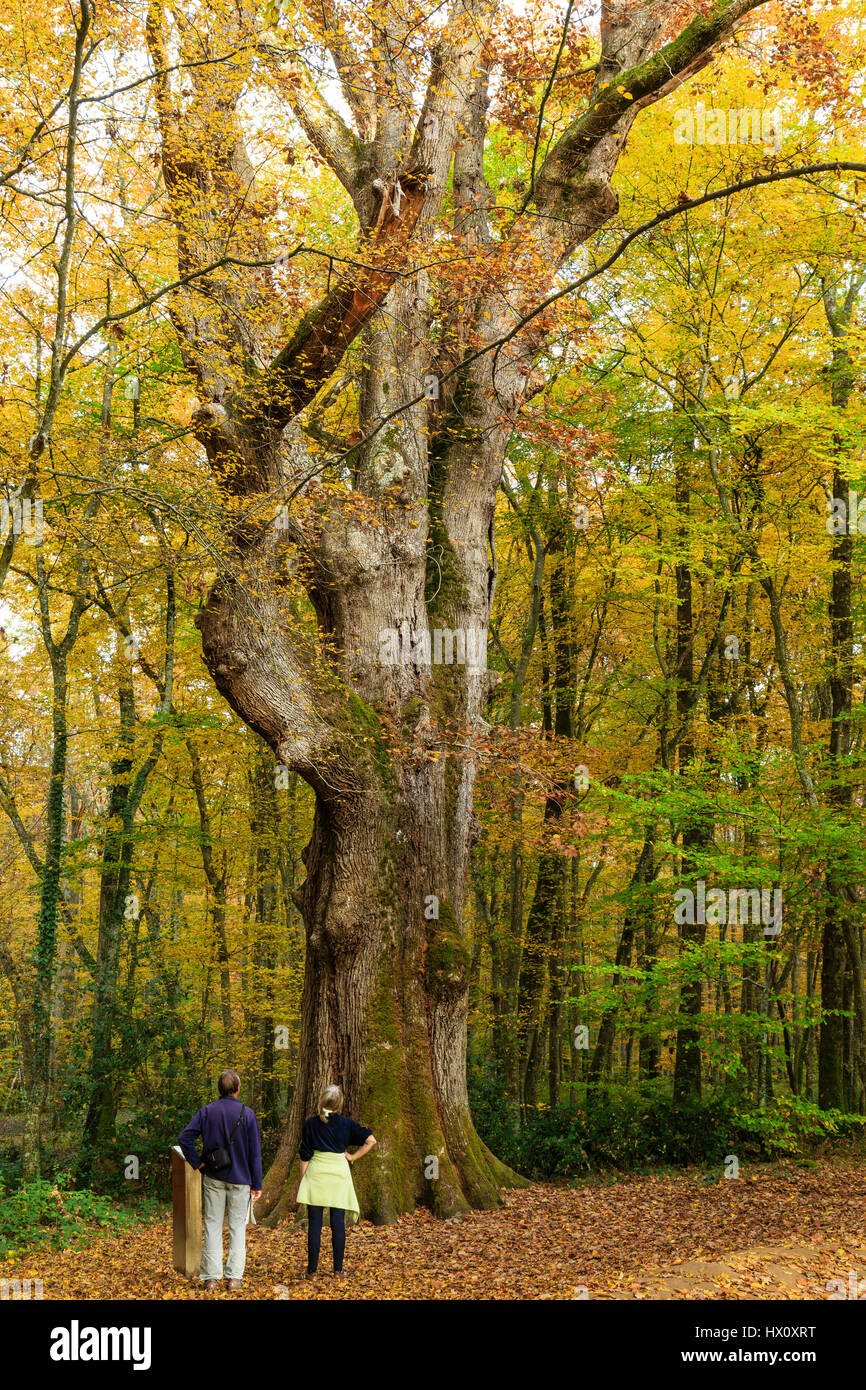 In Francia, in barrique di rovere di Allier, Tronçais foresta, Saint-Bonnet-Troncais, quercia notevole le sentinelle del 1580, che attualmente è il più grande albero della foresta Foto Stock