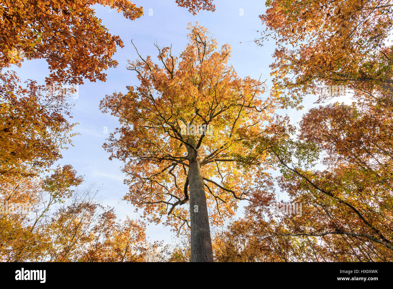 In Francia, in barrique di rovere di Allier, Tronçais foresta, Saint-Bonnet-Troncais, notevole quercia sessile Stebbing in autunno (Quercus petraea) Foto Stock