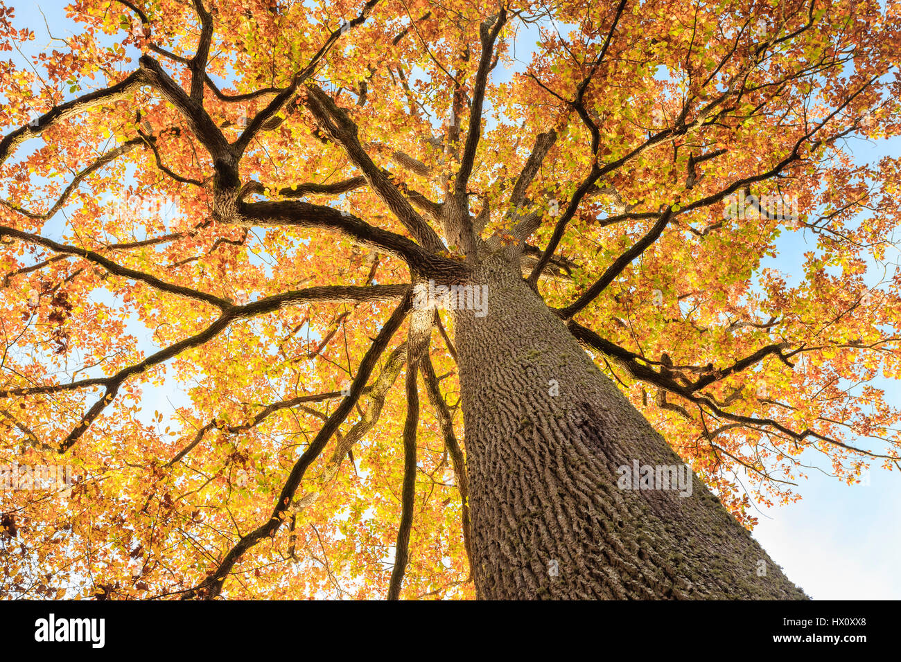 In Francia, in barrique di rovere di Allier, Tronçais foresta, Saint-Bonnet-Troncais, notevole quercia sessile Stebbing in autunno (Quercus petraea), la più bella della foresta Foto Stock