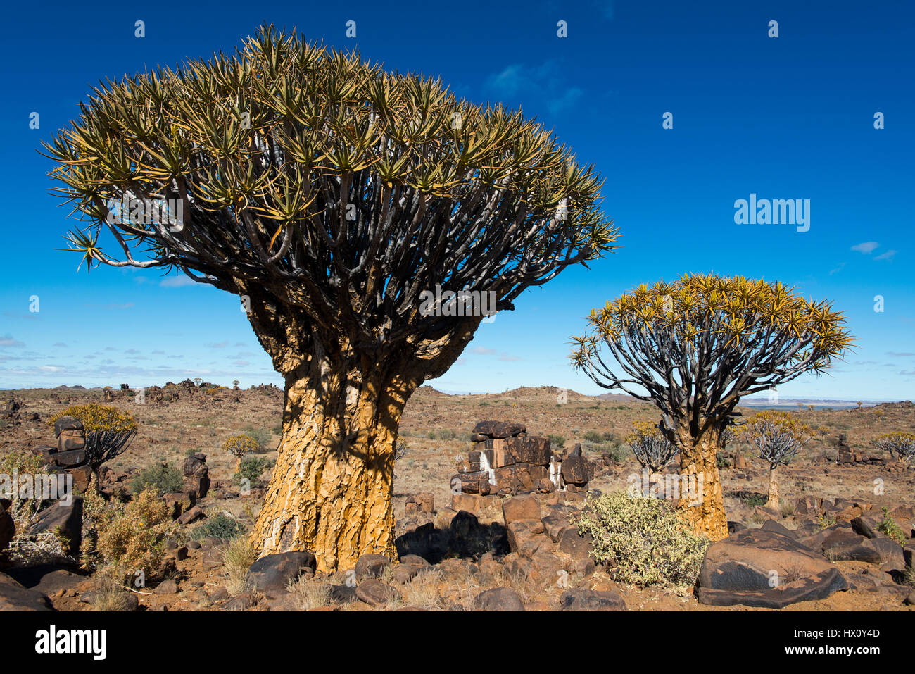 Faretra foresta di alberi (Aloe dichotoma) vicino a Keetmanshoop, Namibia Foto Stock