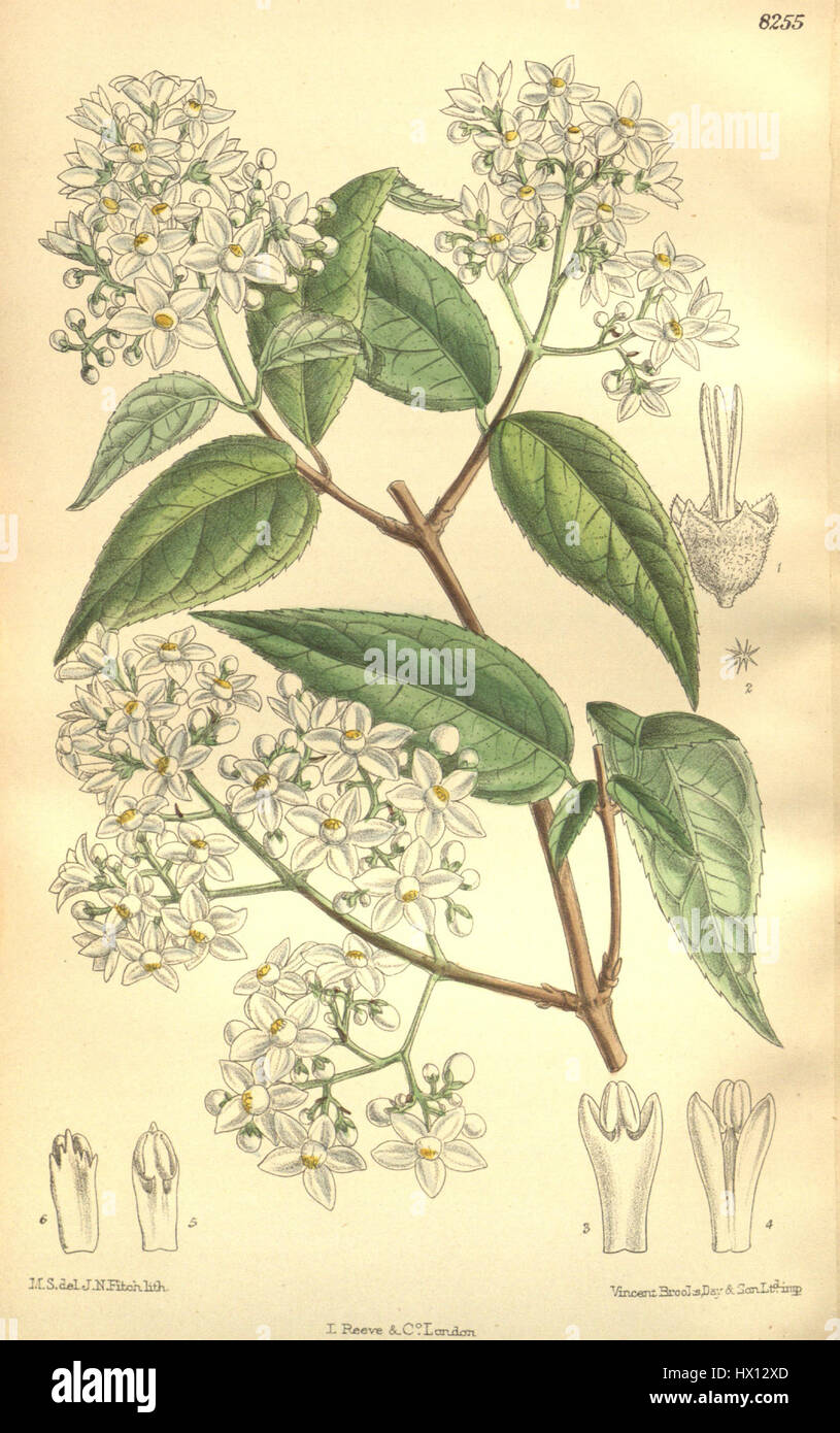 *Deutzia setchuenensis* è una specie di arbusto fiorito del genere Deutzia, originario della regione del Sichuan in Cina. La pianta è nota per i suoi fiori vistosi, bianchi o rosa, che appaiono in primavera. È ampiamente coltivato per scopi ornamentali grazie al suo fascino estetico e adattabilità ai vari climi. Foto Stock