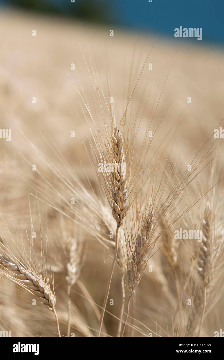 Orecchio di frumento in un cornfield nella Riviera del Conero Foto Stock