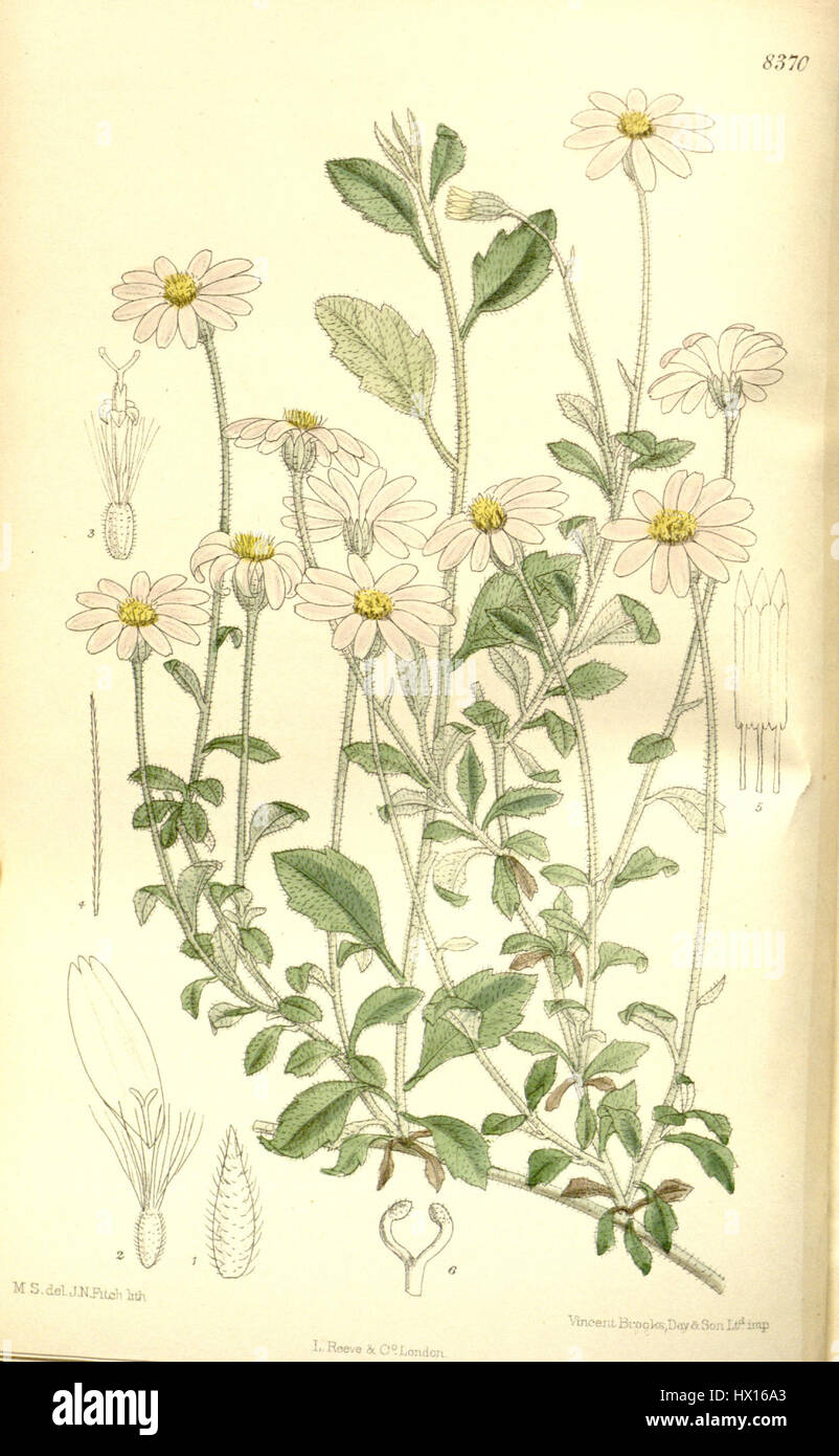 La Felicia petiolata è una specie di pianta fiorita nota per i suoi fiori brillanti e la natura perenne. Si trova comunemente nelle regioni africane ed è apprezzato per il suo valore ornamentale nei giardini e nei paesaggi. Foto Stock