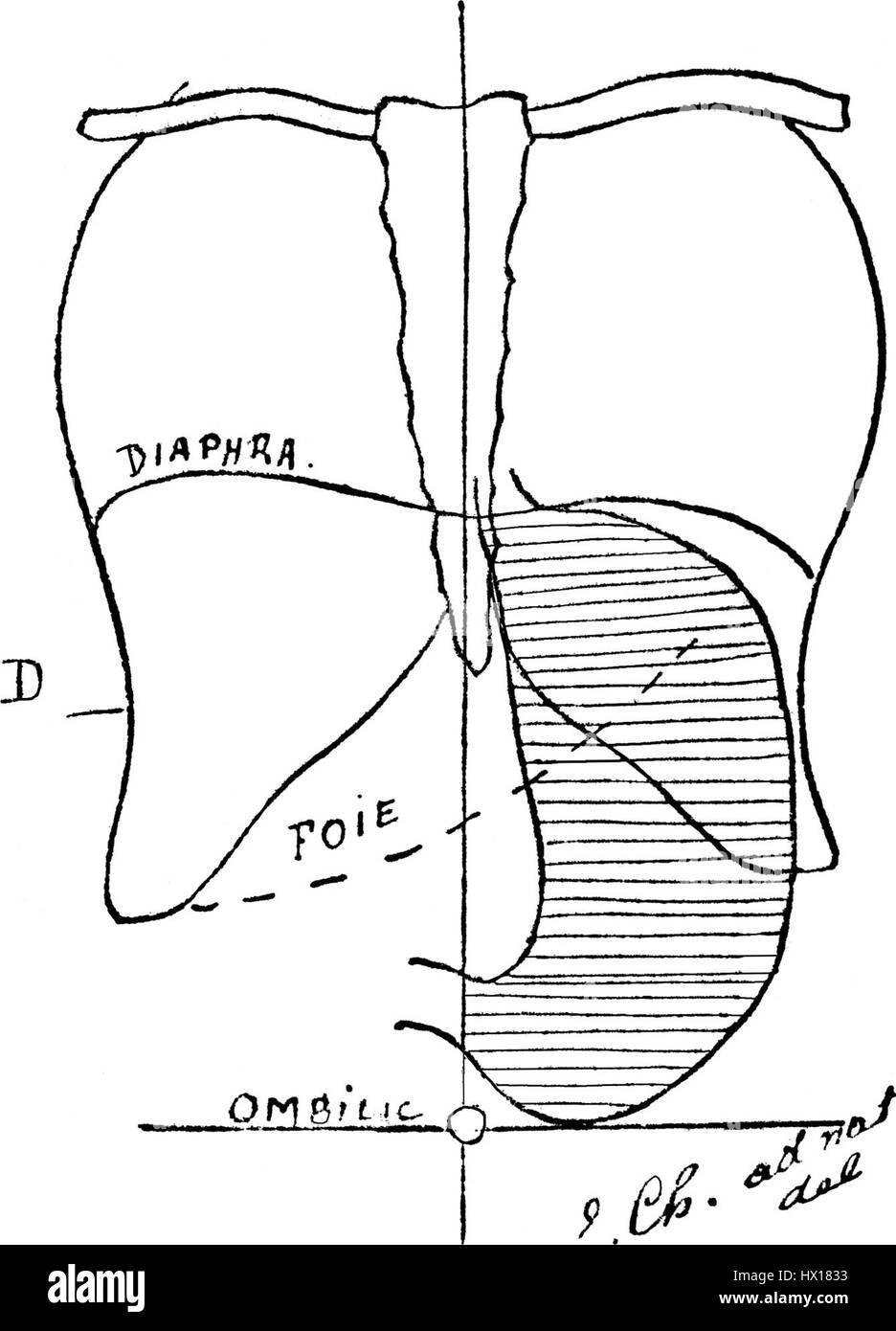 Questa pagina di 'EstomacCorset' esplora la moda e l'anatomia relativa al corsetteria. Serve come documento storico sull'impatto culturale e fisico dei corsetti sulla moda e sulla salute delle donne. Foto Stock