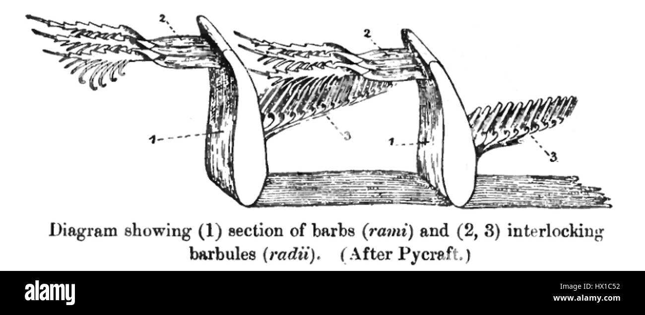 Il bloccaggio delle piume si riferisce a una tecnica o a un modello nella costruzione delle piume, spesso utilizzato in opere artistiche o artigianali, in particolare in contesti nativi americani o culturali. Foto Stock