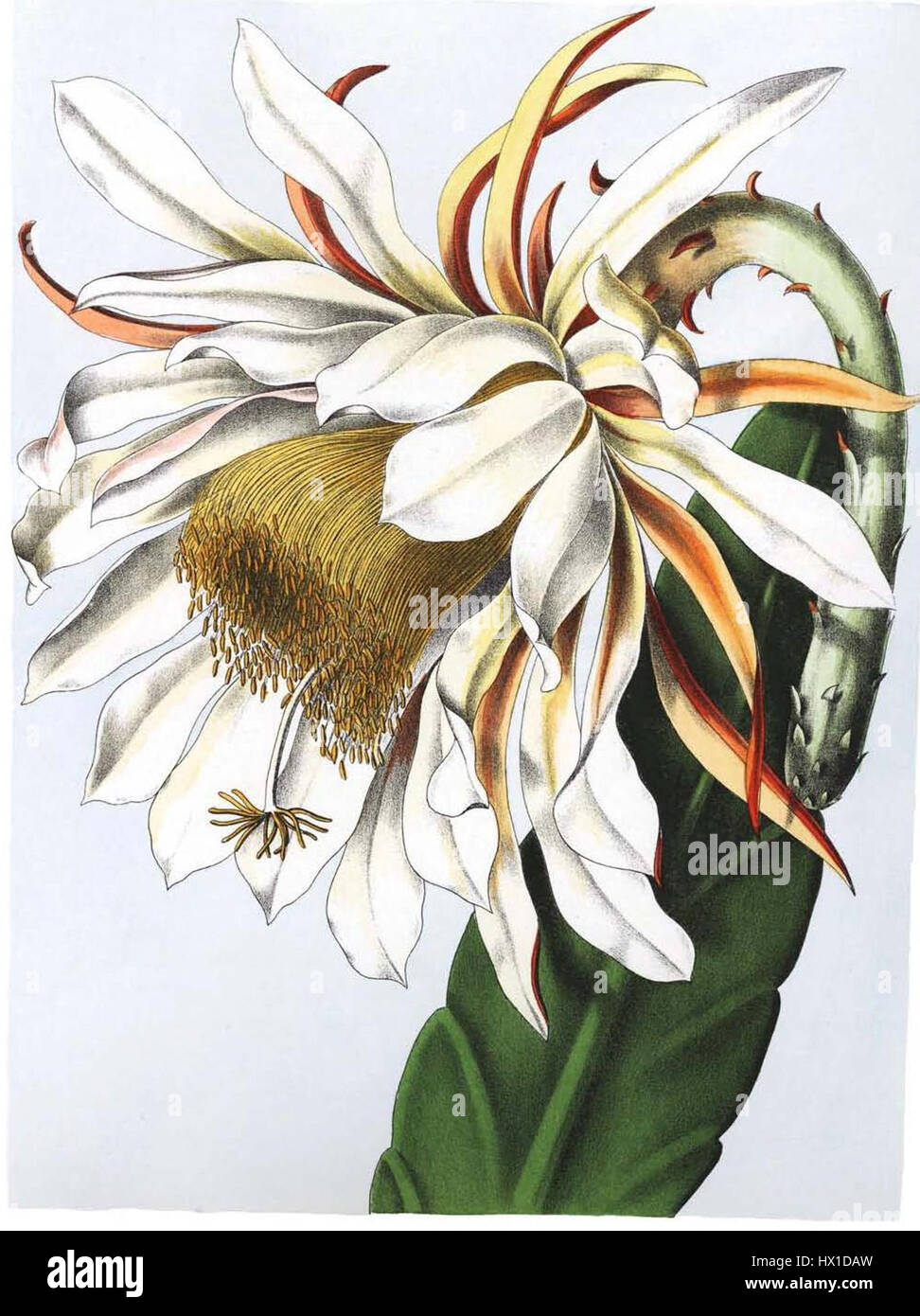 Epiphyllum thomasianum, precedentemente classificato come Phyllocactus thomasianus, è una specie di cactus fiorito noto per i suoi grandi e vibranti fiori. Questa pianta prospera in ambienti tropicali e subtropicali, spesso coltivata per scopi ornamentali a causa delle sue impressionanti fioriture. Foto Stock