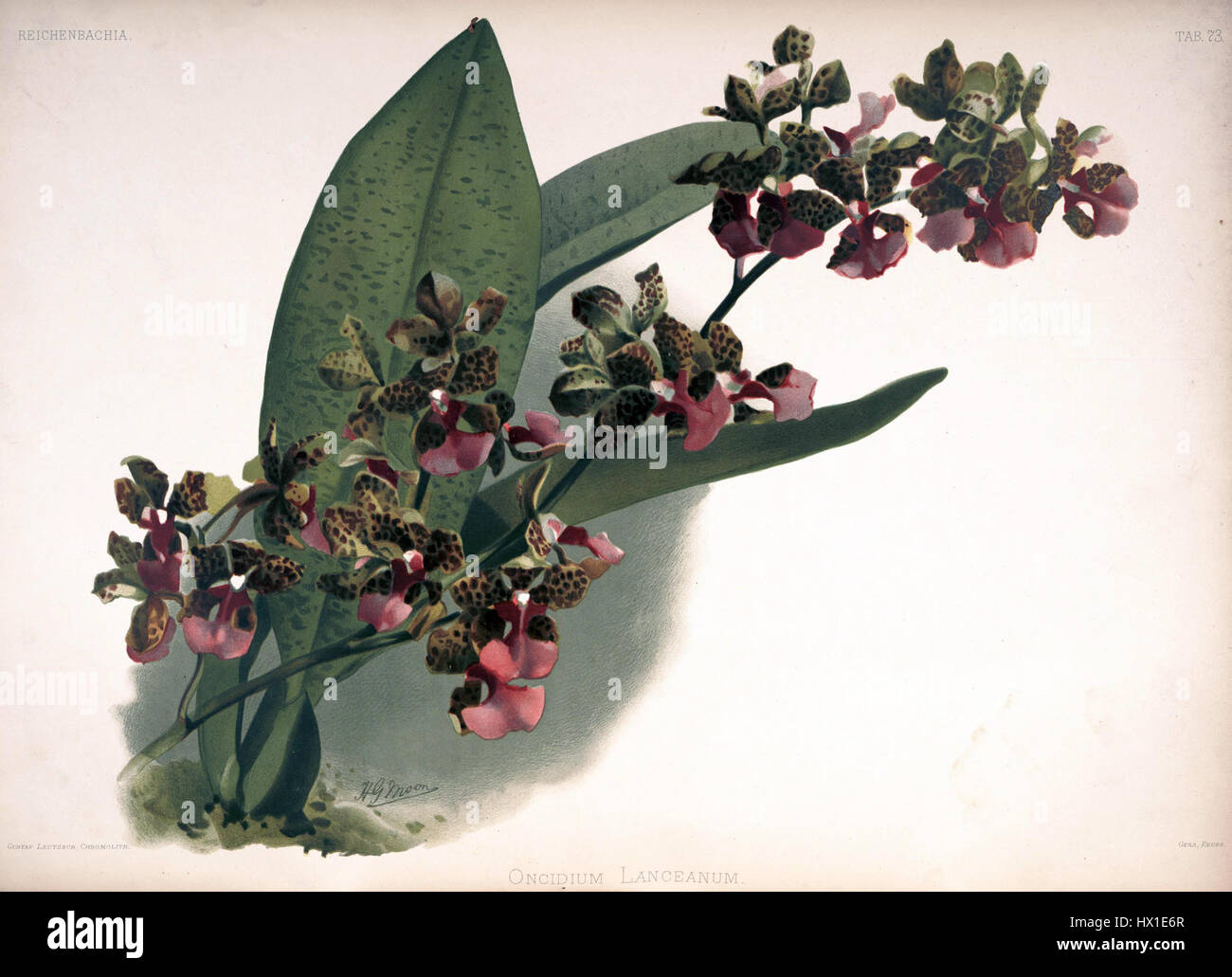 L’«Oncidium lanceanum» di Frederick Sander, mostrato in Reichenbachia II, è un’illustrazione botanica del 1890. Questa immagine dettagliata mostra la bellezza e il design intricato della specie di orchidee Oncidium lanceanum. Foto Stock