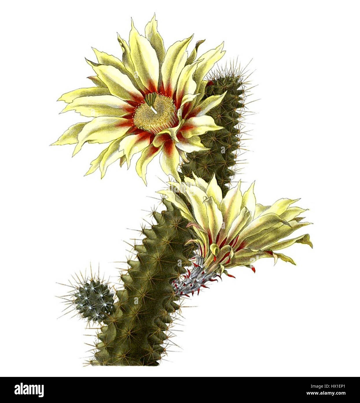 Echinocereus papillosus è una specie di cactus originaria del Messico nord-orientale, caratterizzata dai suoi steli cilindrici e dai vivaci fiori rosa che fioriscono in primavera. Foto Stock