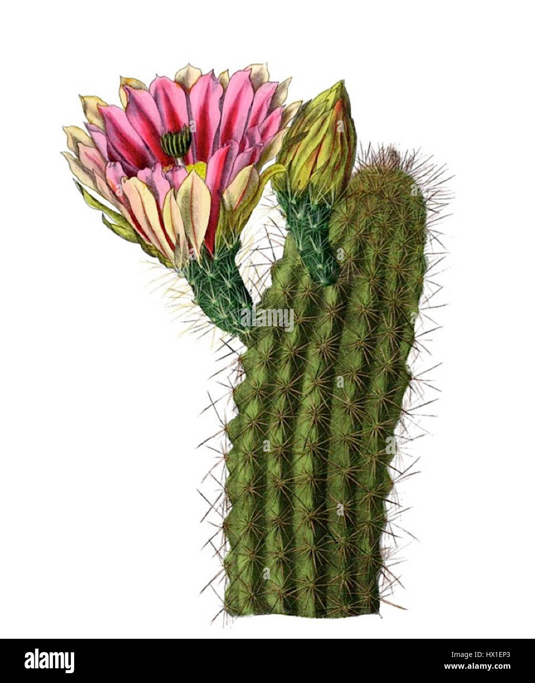 L'Echinocereus coccineus, noto anche come cactus scarlatta di riccio, è una specie originaria degli Stati Uniti sudoccidentali e del Messico settentrionale. E' rinomato per i suoi fiori rossi brillanti che fioriscono in tarda primavera e all'inizio dell'estate. Questo cactus prospera negli ambienti desertici, caratterizzato da steli cilindrici e spinosi e da una vivace e accattivante esposizione floreale. Foto Stock