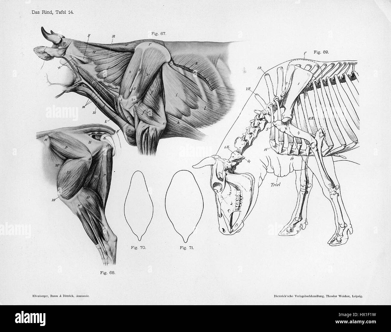 Questo diagramma dettagliato dell'anatomia della mucca si concentra sulla muscolatura, evidenziando i muscoli di una mucca e la loro struttura. Tali illustrazioni sono preziose per gli studi veterinari, l'educazione agricola e la biologia animale. Foto Stock