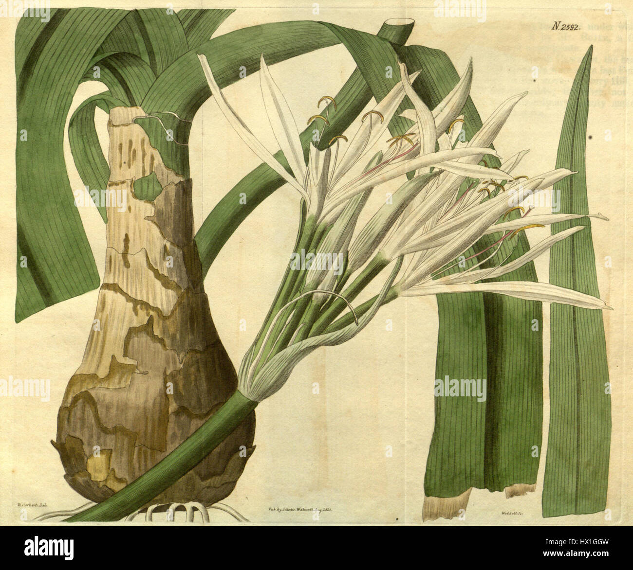 Il Crinum lorifolium è una specie di piante in fiore originaria delle regioni tropicali. Conosciuta per i suoi grandi fiori a forma di tromba, questa pianta è spesso coltivata nei giardini e nei paesaggi ornamentali grazie al suo aspetto suggestivo e ai colori vivaci. Foto Stock