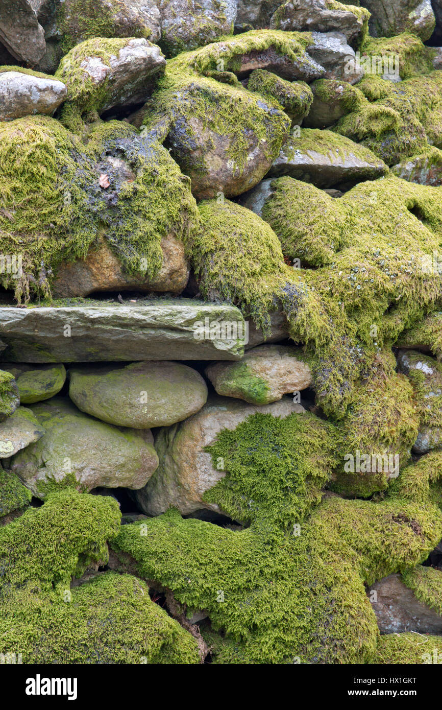 Coperte di muschio secco muro di pietra Foto Stock