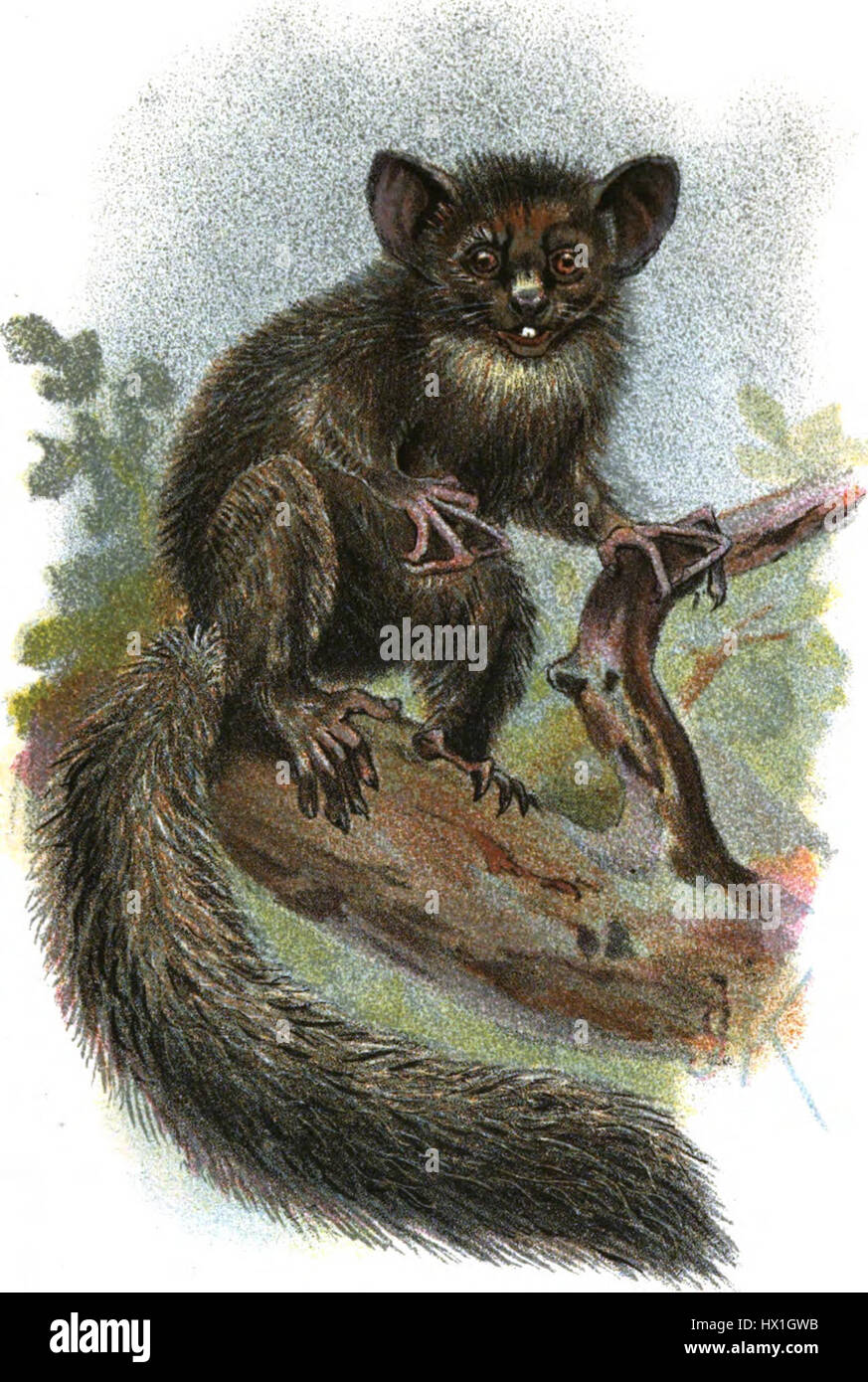 Daubentonia madagascariensis, noto anche come aye-aye, è un primate notturno nativo del Madagascar. Questa illustrazione di Ogg Forbes cattura le caratteristiche fisiche uniche e il comportamento dell'animale. Foto Stock